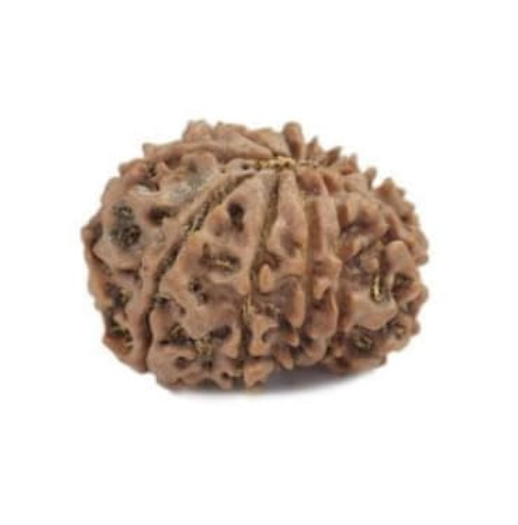 10 Mukhi Rudraksha with Capping, Certified Nepali Beads